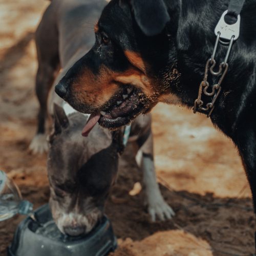 Rottweiler y pitbull bebiendo agua